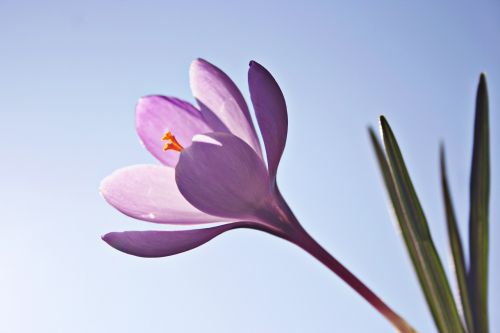 crocus flower flowers