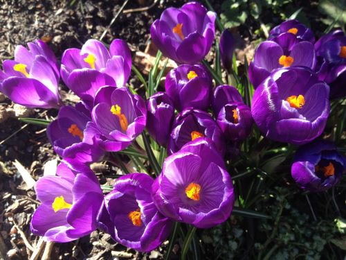 crocus flower spring