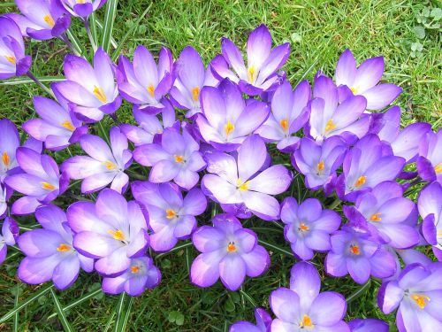 crocus flower violet