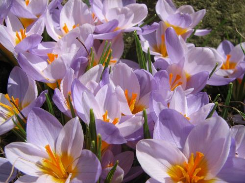 crocus spring lavender