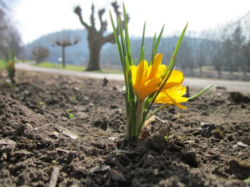 crocus chrysanthus snow crocus golden crocus