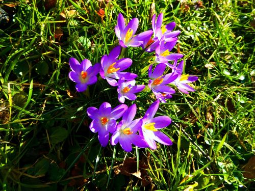 crocus flowers colorful blue