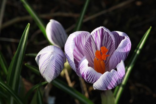 crocus in bloom  flower  purple stripe