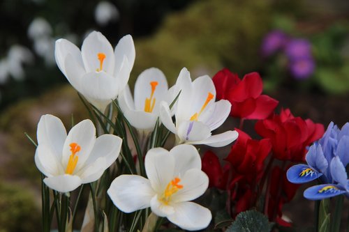 crocus white  crocus  flowering