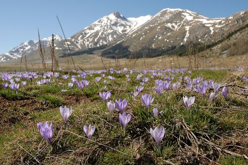 crocuses abruzzo gran sasso