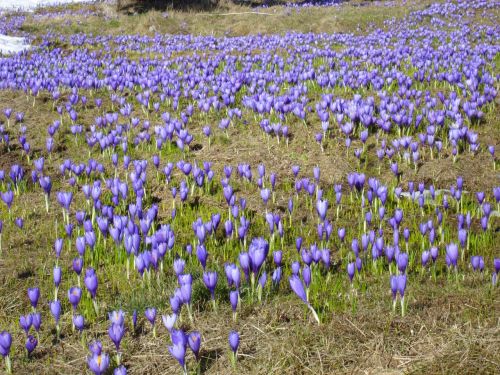 crocuses flowers purple