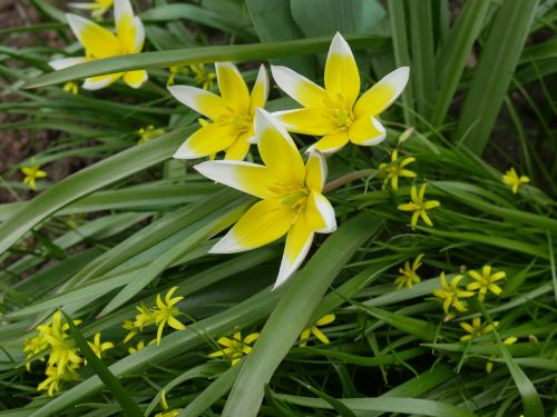 crocuses spring a yellow flower