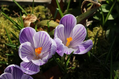 crocuses purple spring