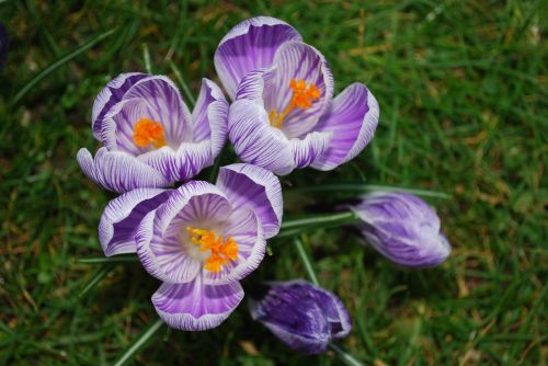 crocuses purple flower