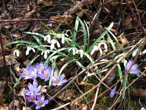 crocuses snowdrops spring