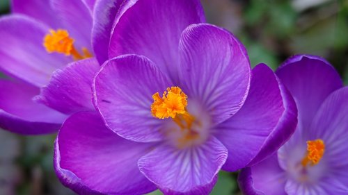 crocuses  spring  flower