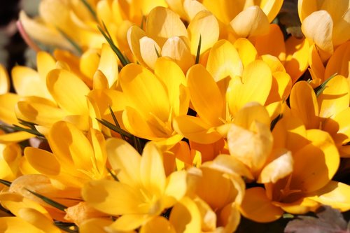 crocuses  spring  yellow