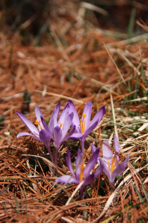 Crocuses