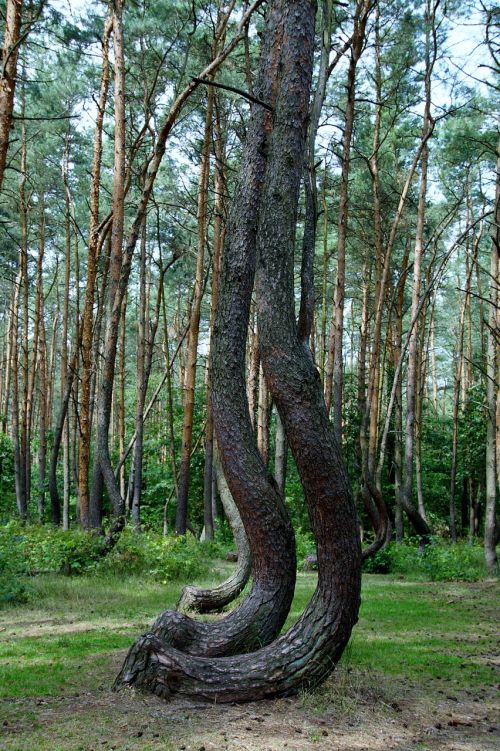 crooked forest krzywy las forest