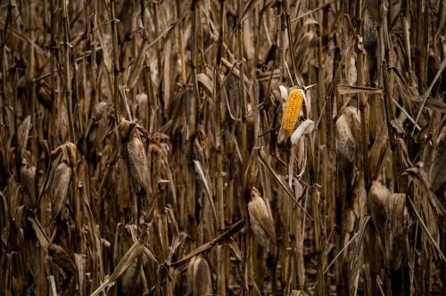 crop nature corn on the cob
