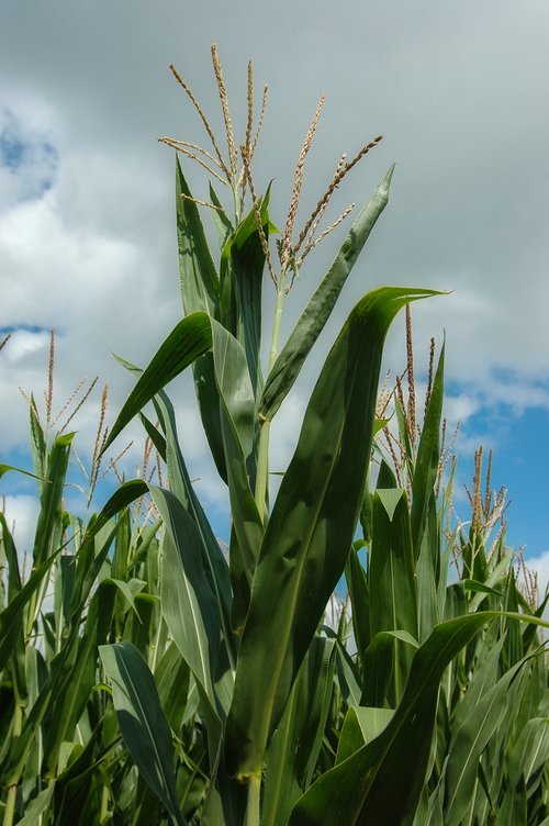 crop  corn  farm