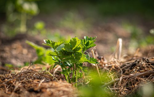 crop  celery  field