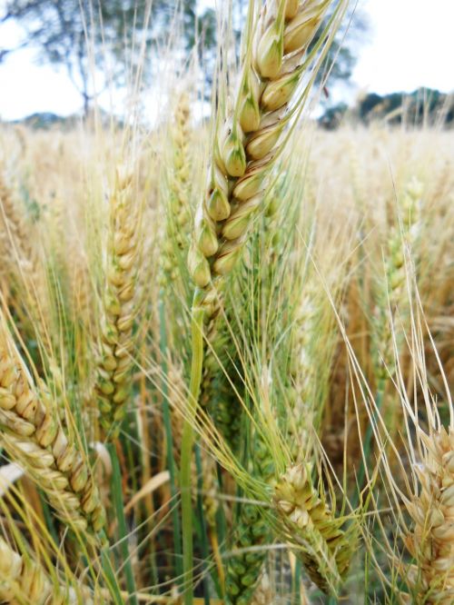 crop wheat food
