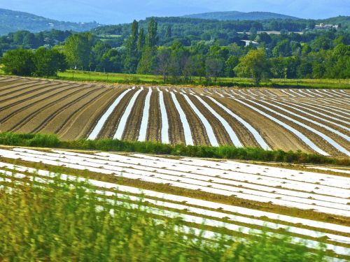 crop rows agriculture