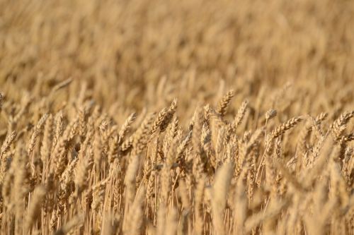 crops field wheat