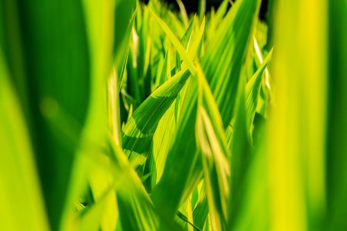 crops corn closeup