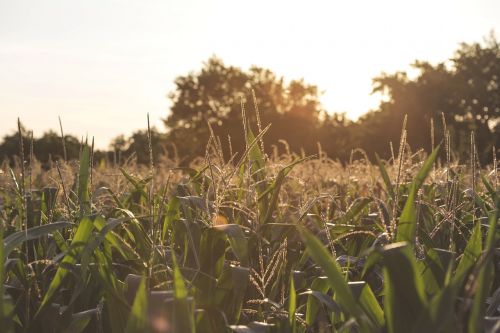 crops plants agriculture