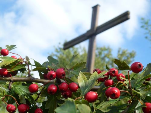 cross autumn rose hip