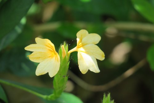 cross duke zhuang  flower  plant