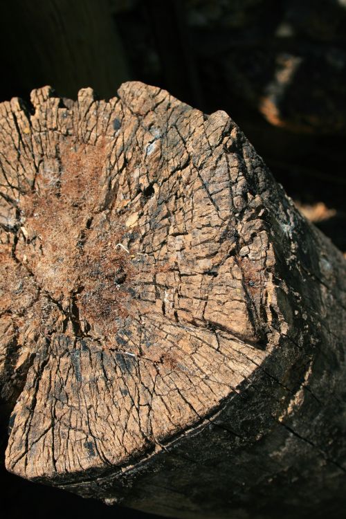 Cross Sectioned Log