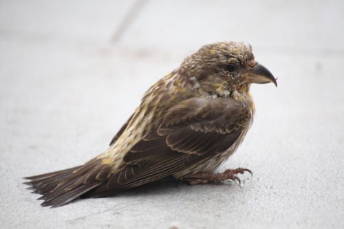 crossbill bird closeup