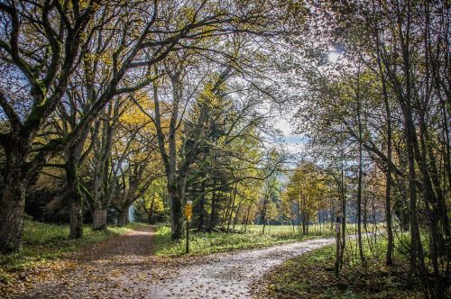 crossroads alley treetops