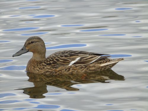 crossword mallard duck duck