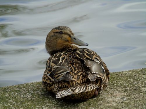 crossword bird water bird