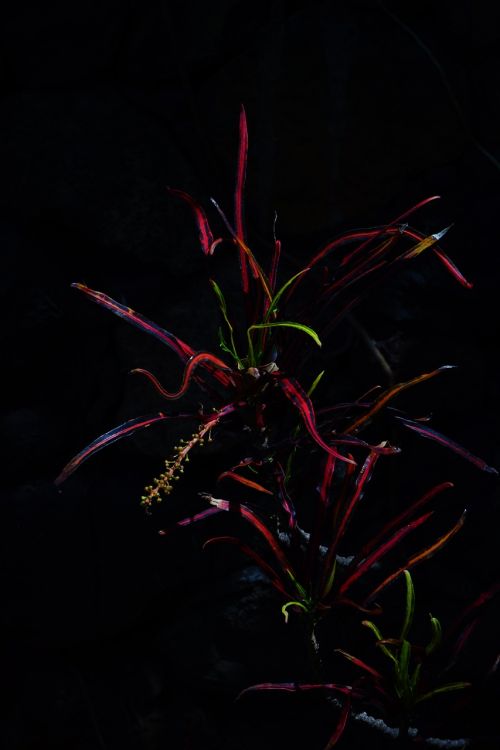 croton plant dark