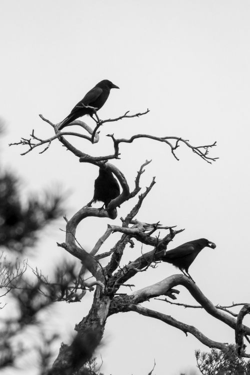 crow birds winter