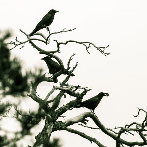 crow birds winter