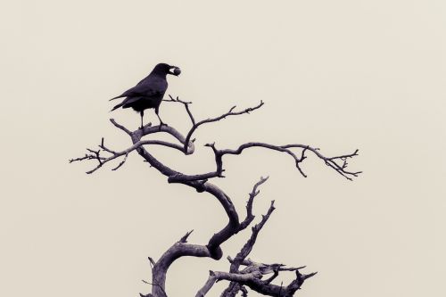 crow birds winter