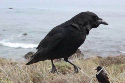 crow black raven