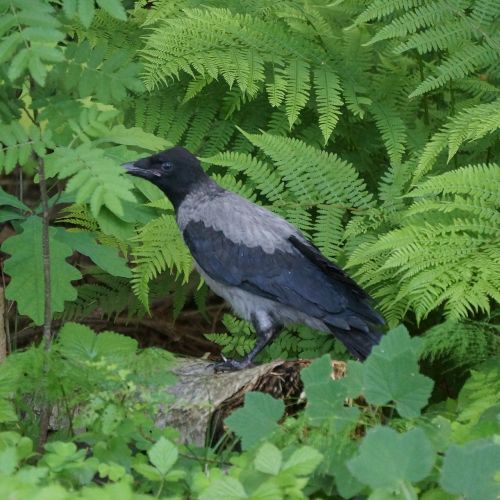 crow corvus corone cornix bird