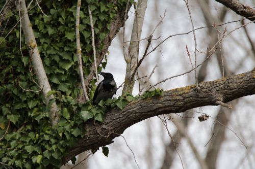 crow bird nature