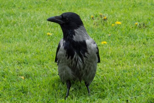 raven bird lawn