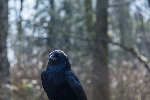 crow close up nature