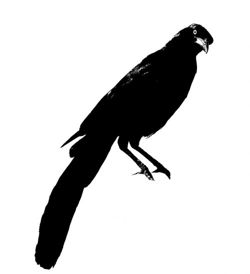 crow bird blackbird
