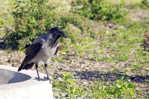 crow crows bird