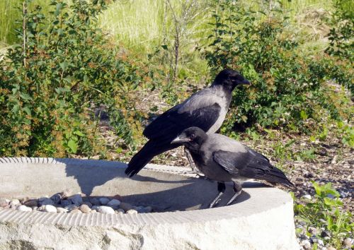 crow crows bird