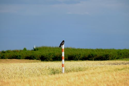 crow bird raven bird