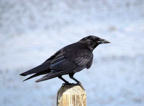 crow birding birdwatching