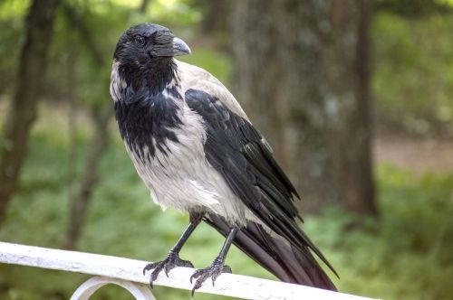 crow bird summer