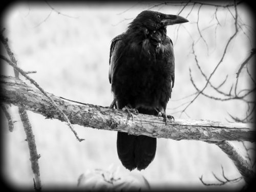 crow bird black