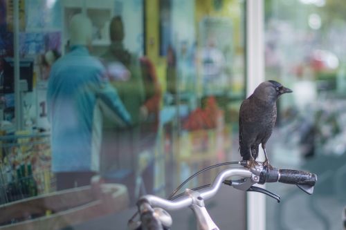 crow bicycle shop